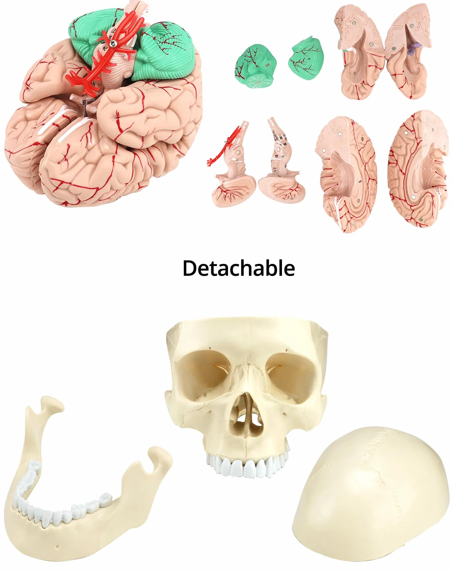 QWORK® 3-częściowy model czaszki i 8-częściowy model mózgu z liczbami, model anatomiczny naturalnej wielkości 1:1 do nauczania medycyny