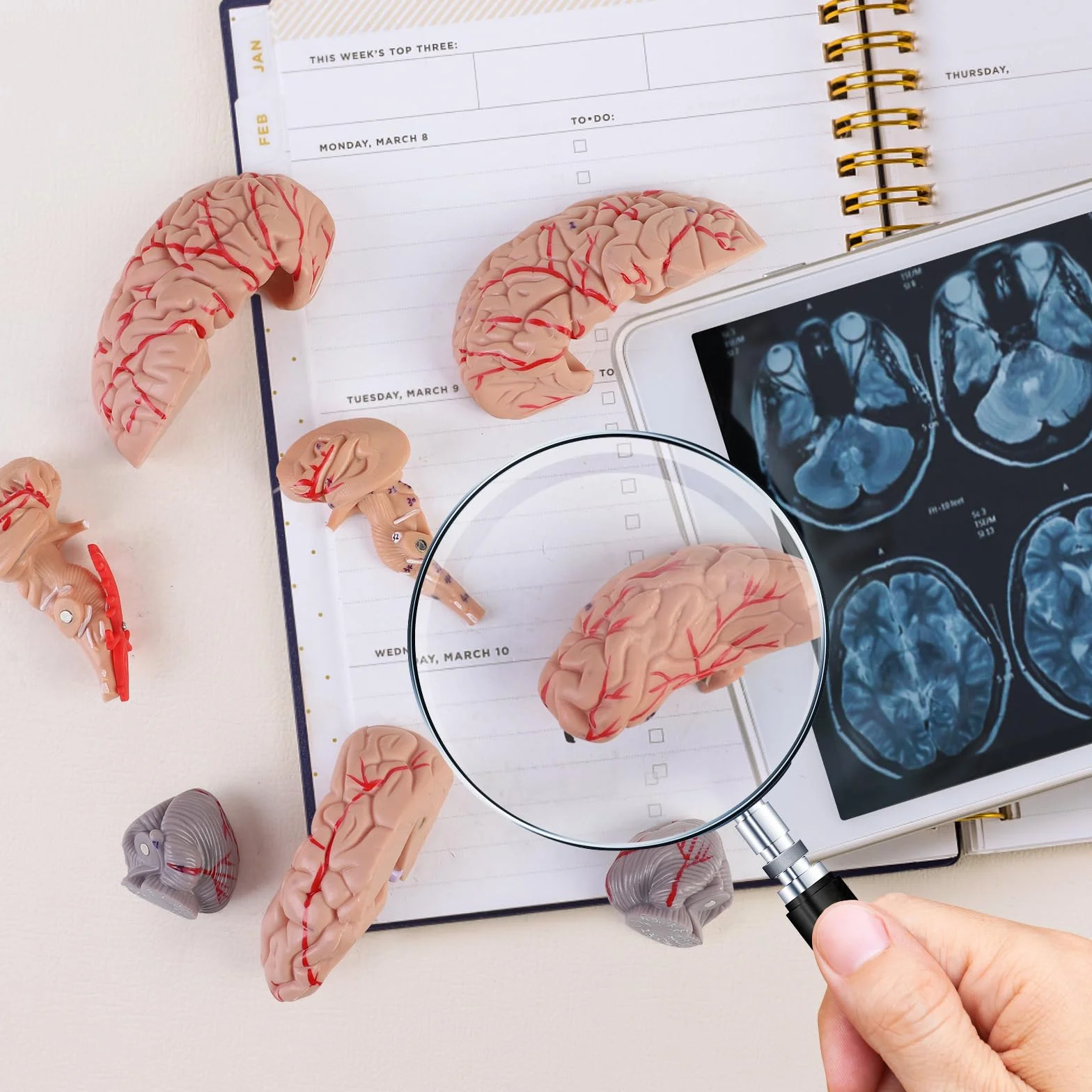 ERWEY anatomiczny model czaszki i mózgu 1:1, zdejmowana dorosła ludzka czaszka z 8 częściami