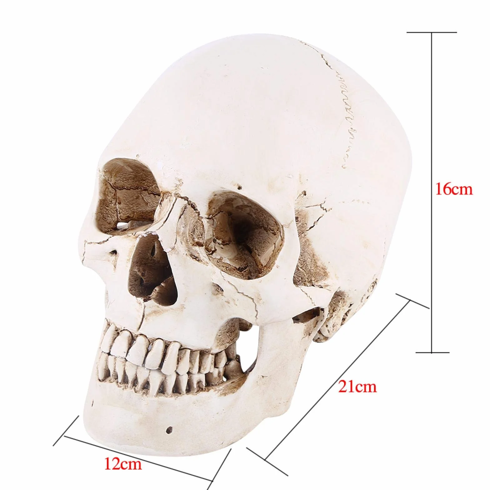 Replika ludzkiej czaszki 1:1 naturalnej wielkości żywica anatomiczny model medyczny Halloween