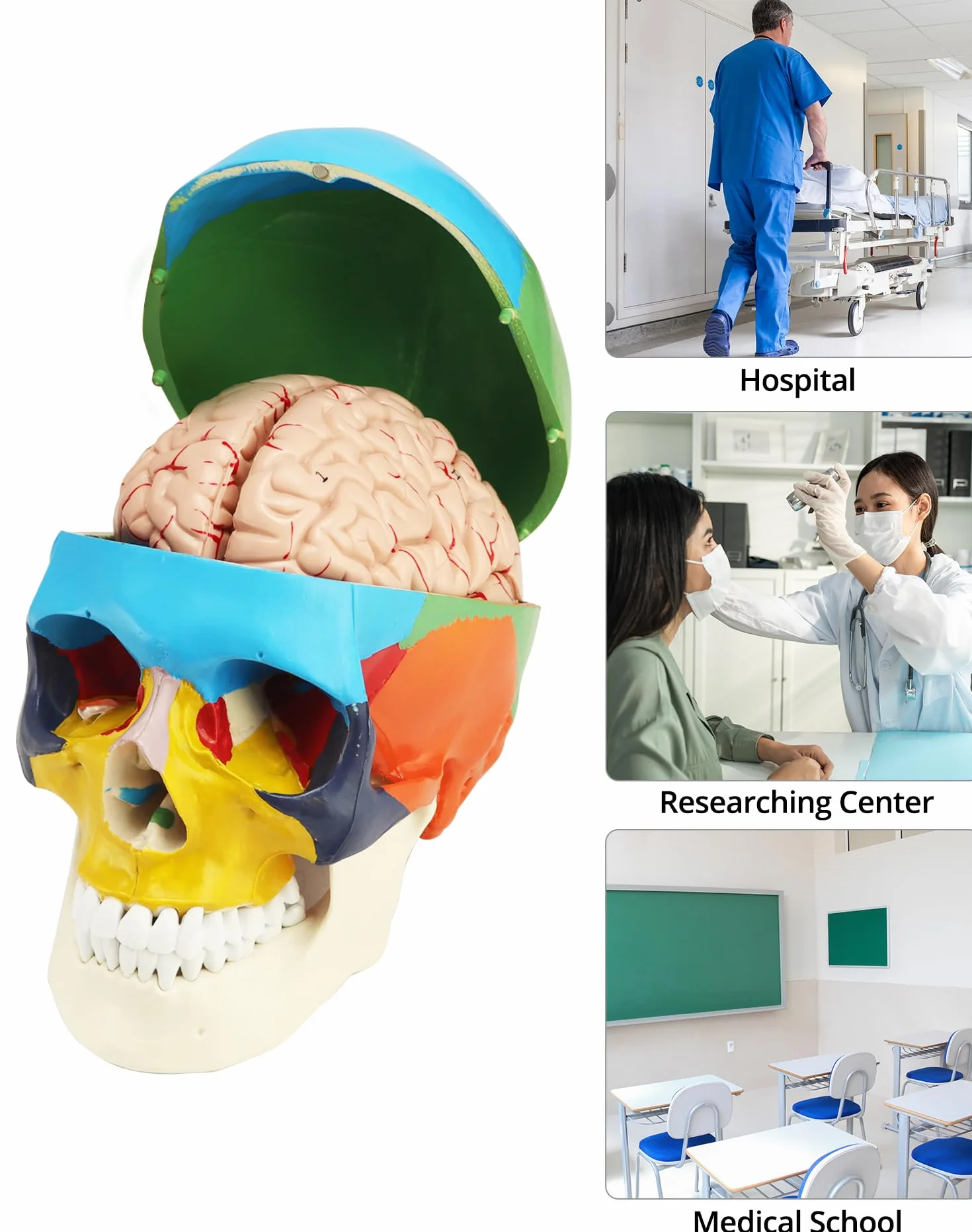 QWORK 3-częściowy model czaszki i 8-częściowy model mózgu naturalnej wielkości 1:1 do nauczania medycyny