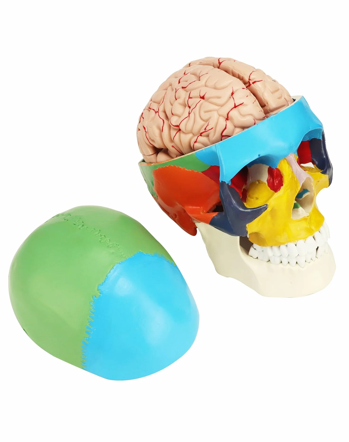 QWORK 3-częściowy model czaszki i 8-częściowy model mózgu naturalnej wielkości 1:1 do nauczania medycyny
