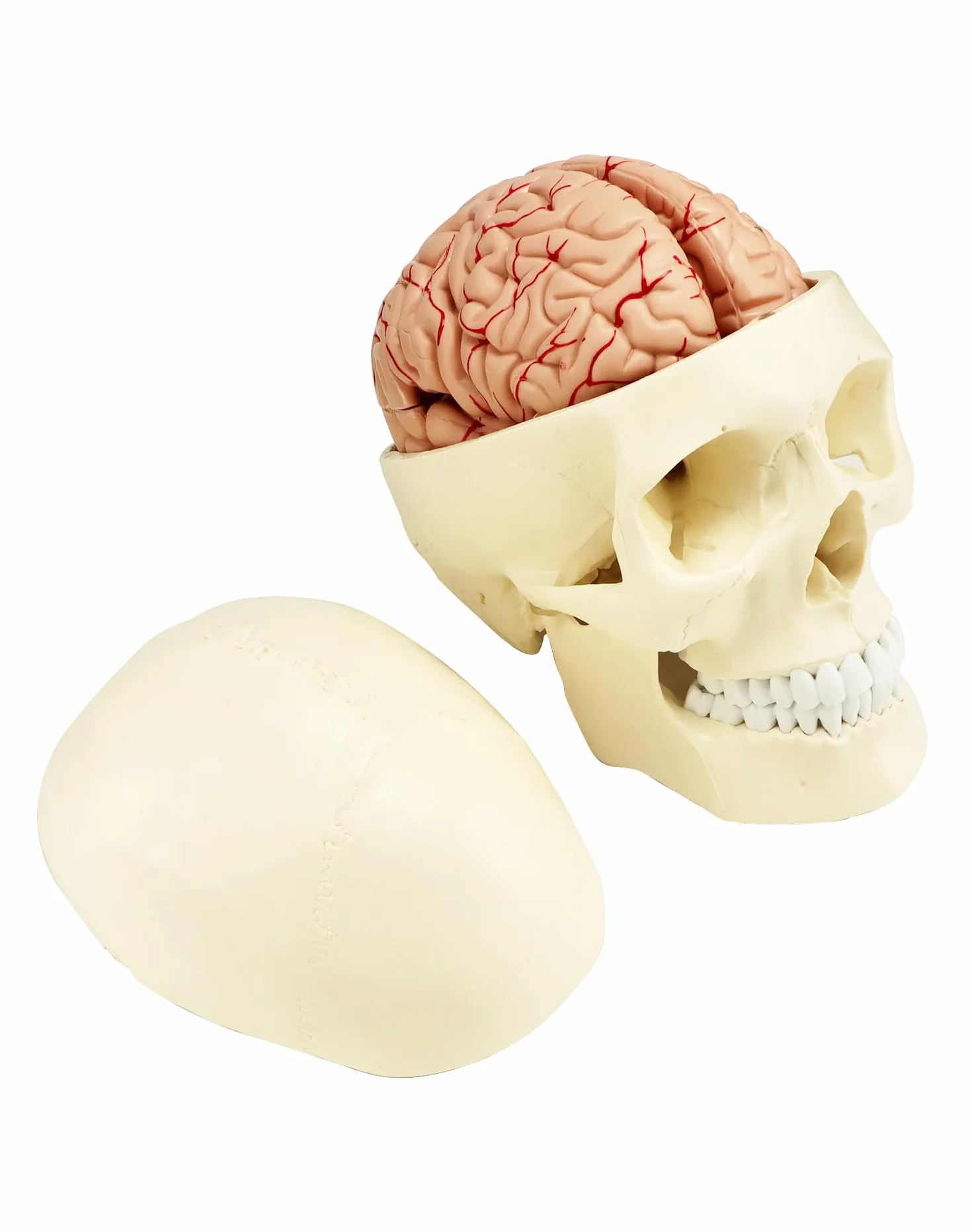 QWORK® 3-częściowy model czaszki i 8-częściowy model mózgu z liczbami, model anatomiczny naturalnej wielkości 1:1 do nauczania medycyny