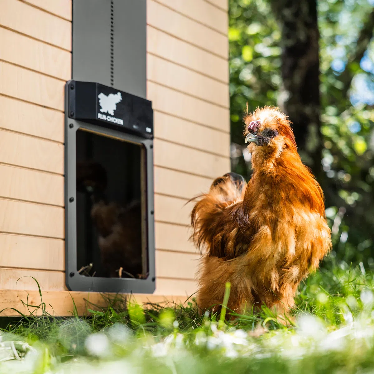 RUN-CHICKEN Model T50, szare automatyczne drzwi kurnika, drzwi w pełni aluminiowe, wykrywanie światła, wieczorne i poranne opóźnione otwarcie timera
