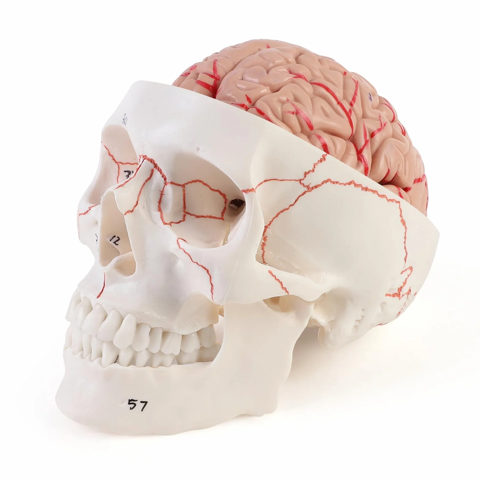 ERWEY anatomiczny model czaszki i mózgu 1:1, zdejmowana dorosła ludzka czaszka z 8 częściami