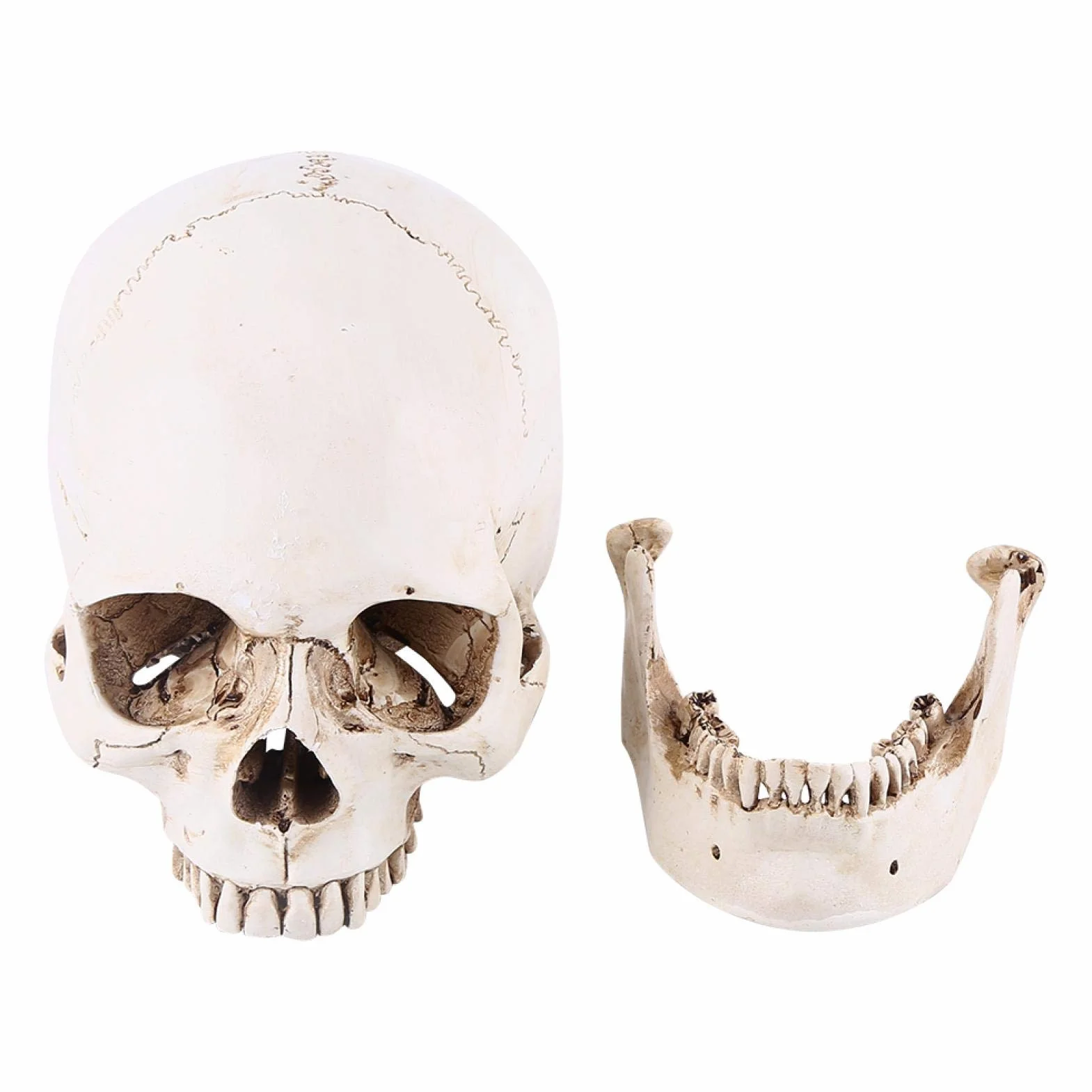 Replika ludzkiej czaszki 1:1 naturalnej wielkości żywica anatomiczny model medyczny Halloween