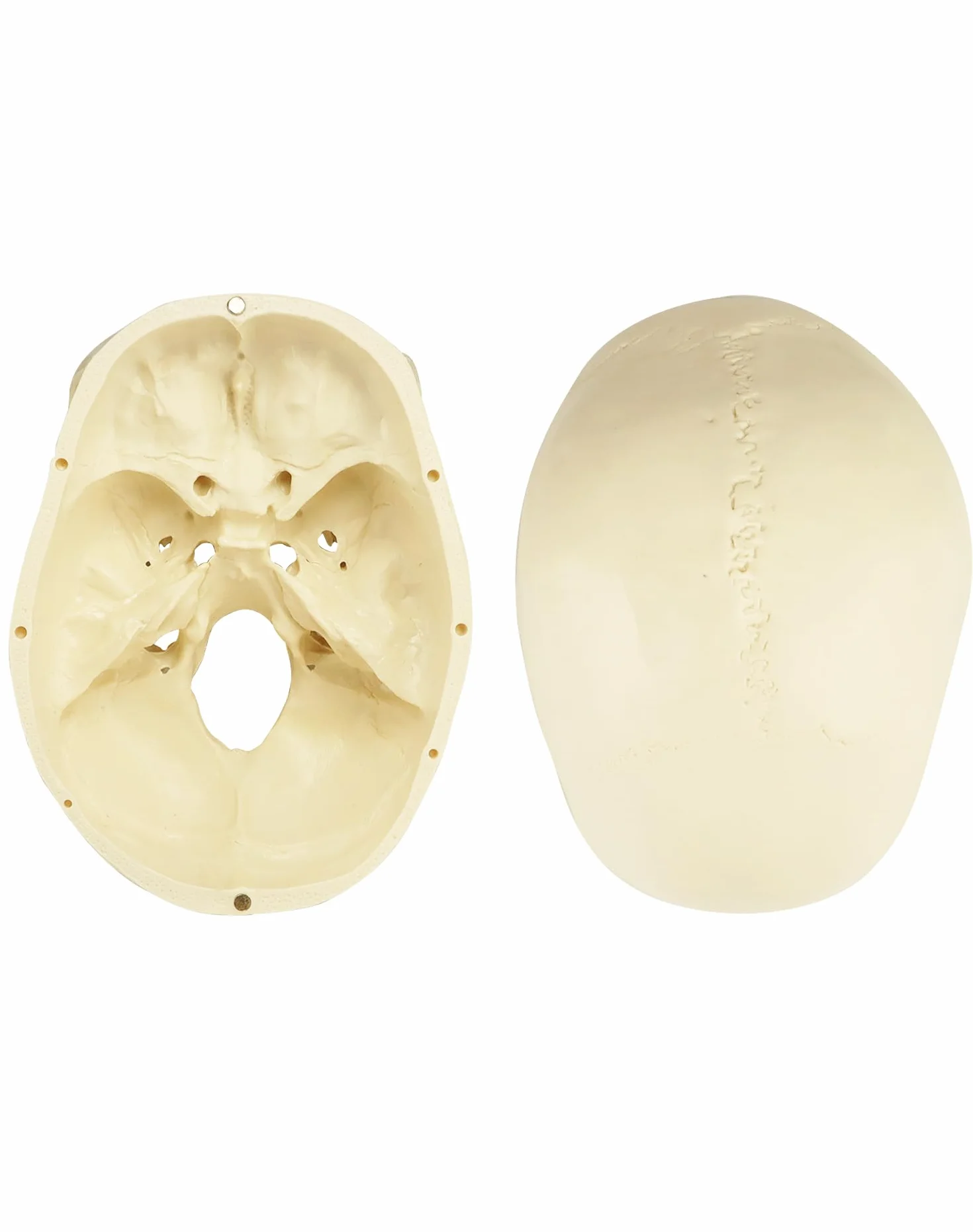 QWORK® 3-częściowy model czaszki i 8-częściowy model mózgu z liczbami, model anatomiczny naturalnej wielkości 1:1 do nauczania medycyny