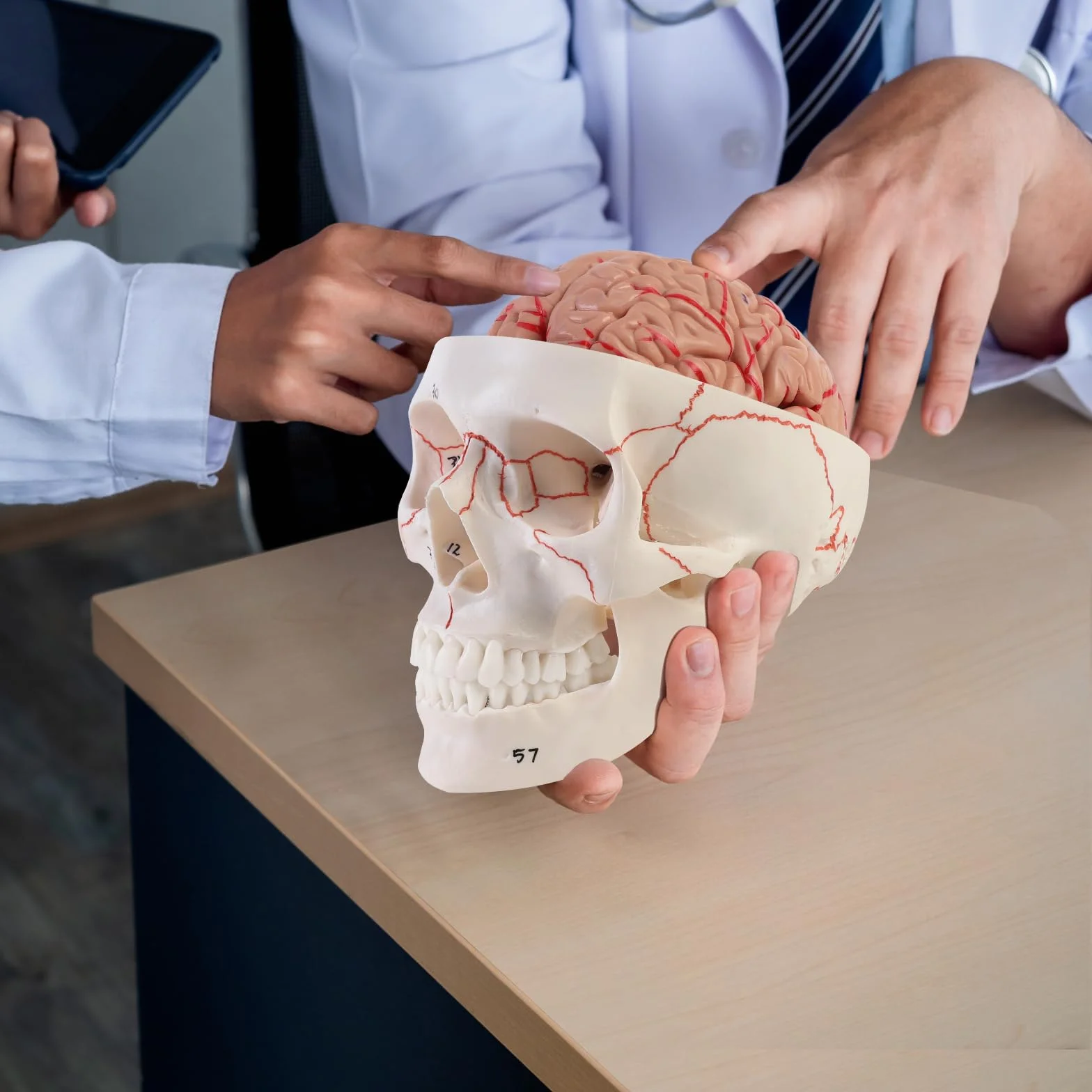 ERWEY anatomiczny model czaszki i mózgu 1:1, zdejmowana dorosła ludzka czaszka z 8 częściami
