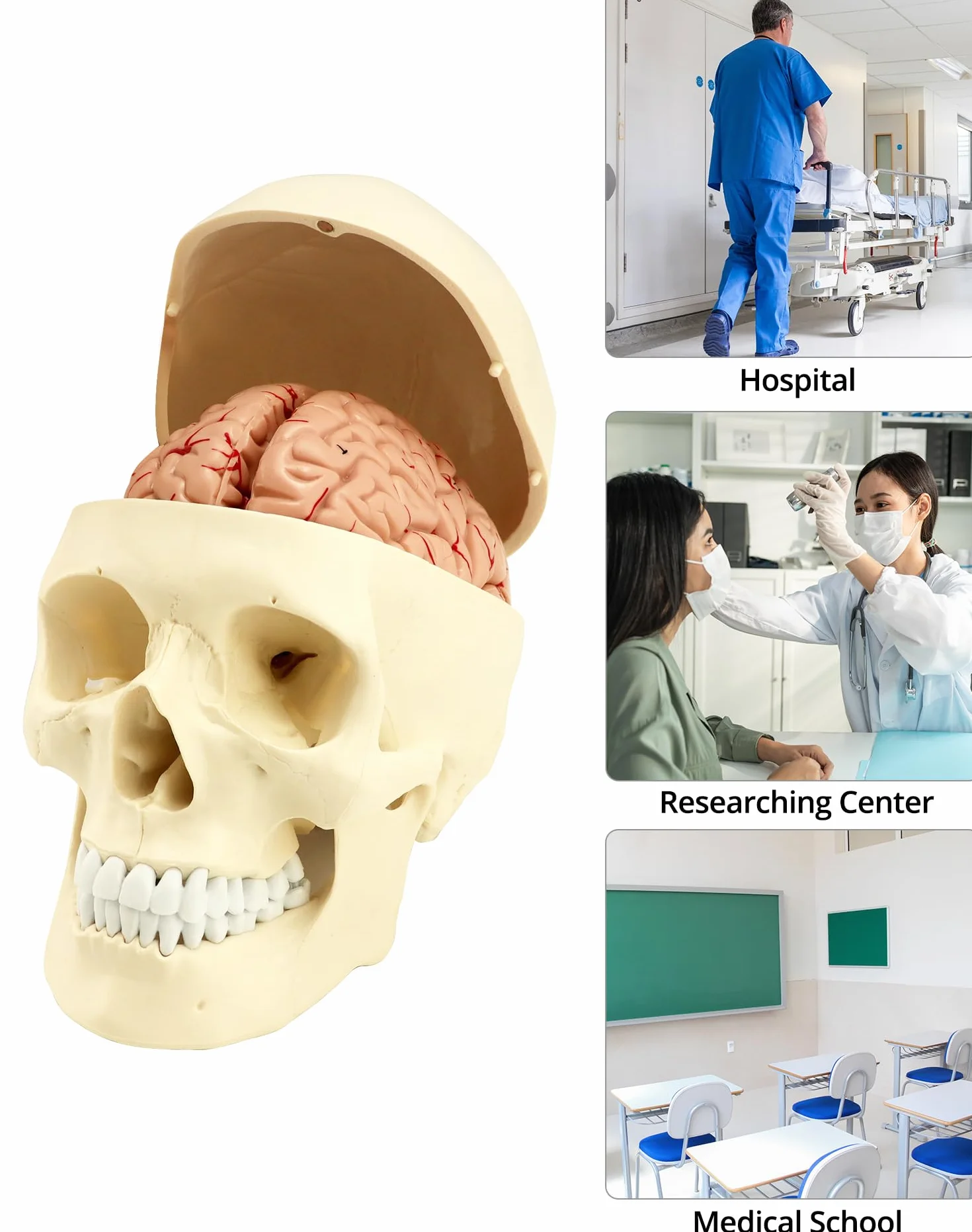 QWORK® 3-częściowy model czaszki i 8-częściowy model mózgu z liczbami, model anatomiczny naturalnej wielkości 1:1 do nauczania medycyny