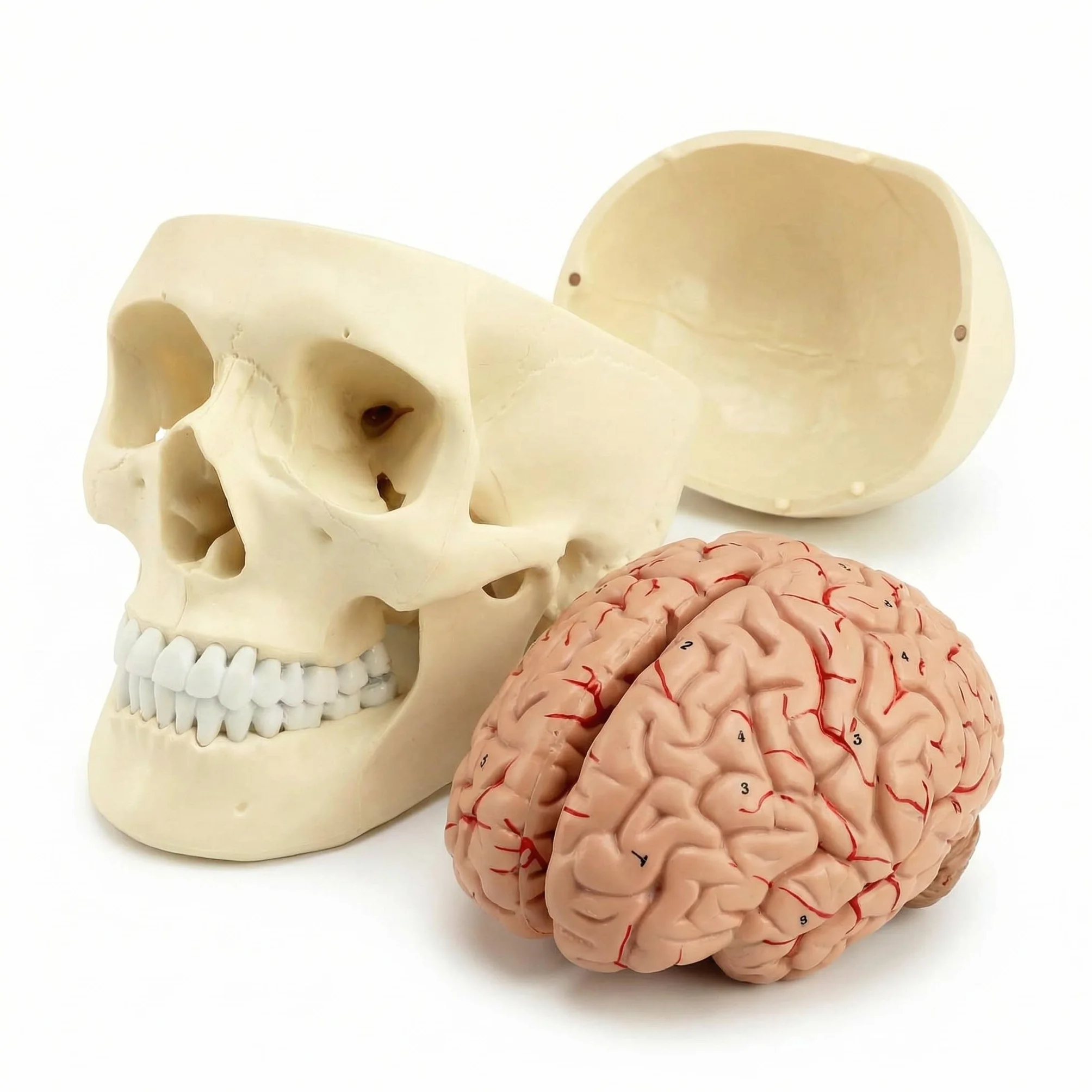 QWORK® 3-częściowy model czaszki i 8-częściowy model mózgu z liczbami, model anatomiczny naturalnej wielkości 1:1 do nauczania medycyny