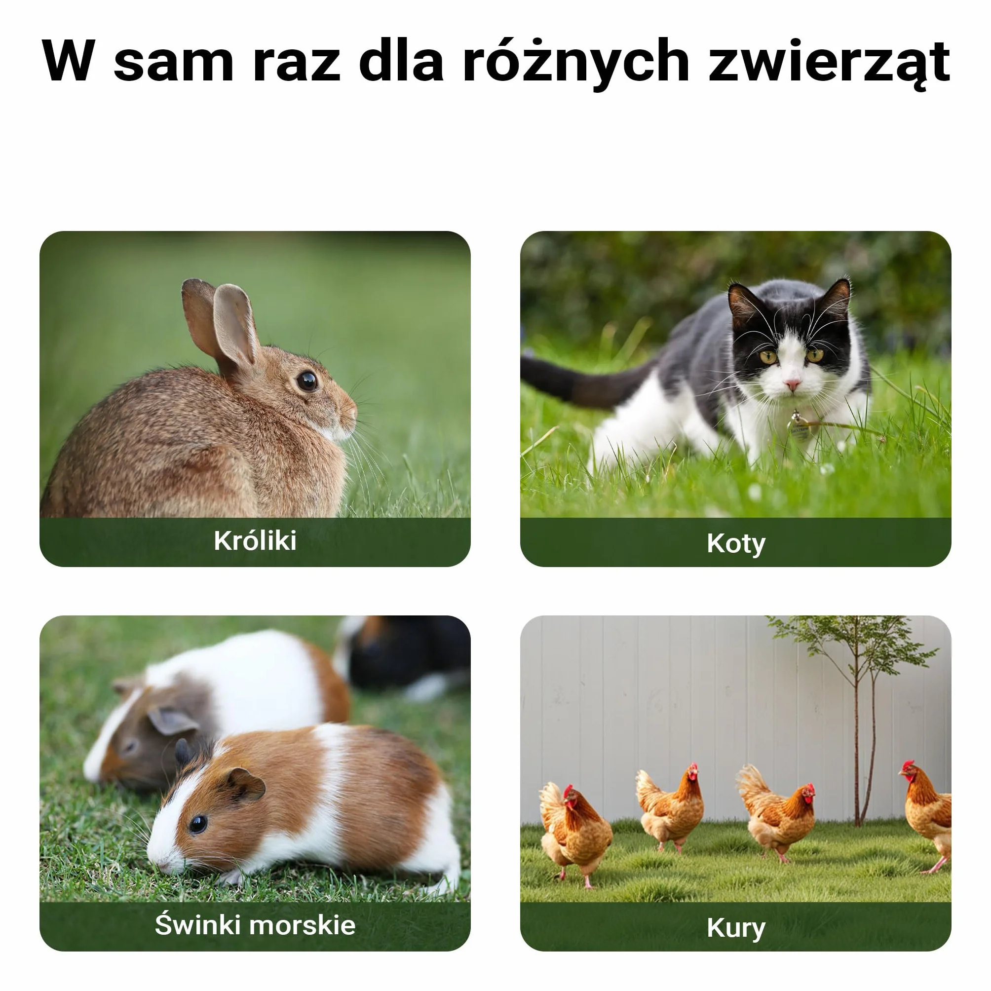 Kurnik Wiltec 1535 x 525 x 685 mm jasnoszary z wolnym wybiegiem i grzędą drewniany ocynkowany