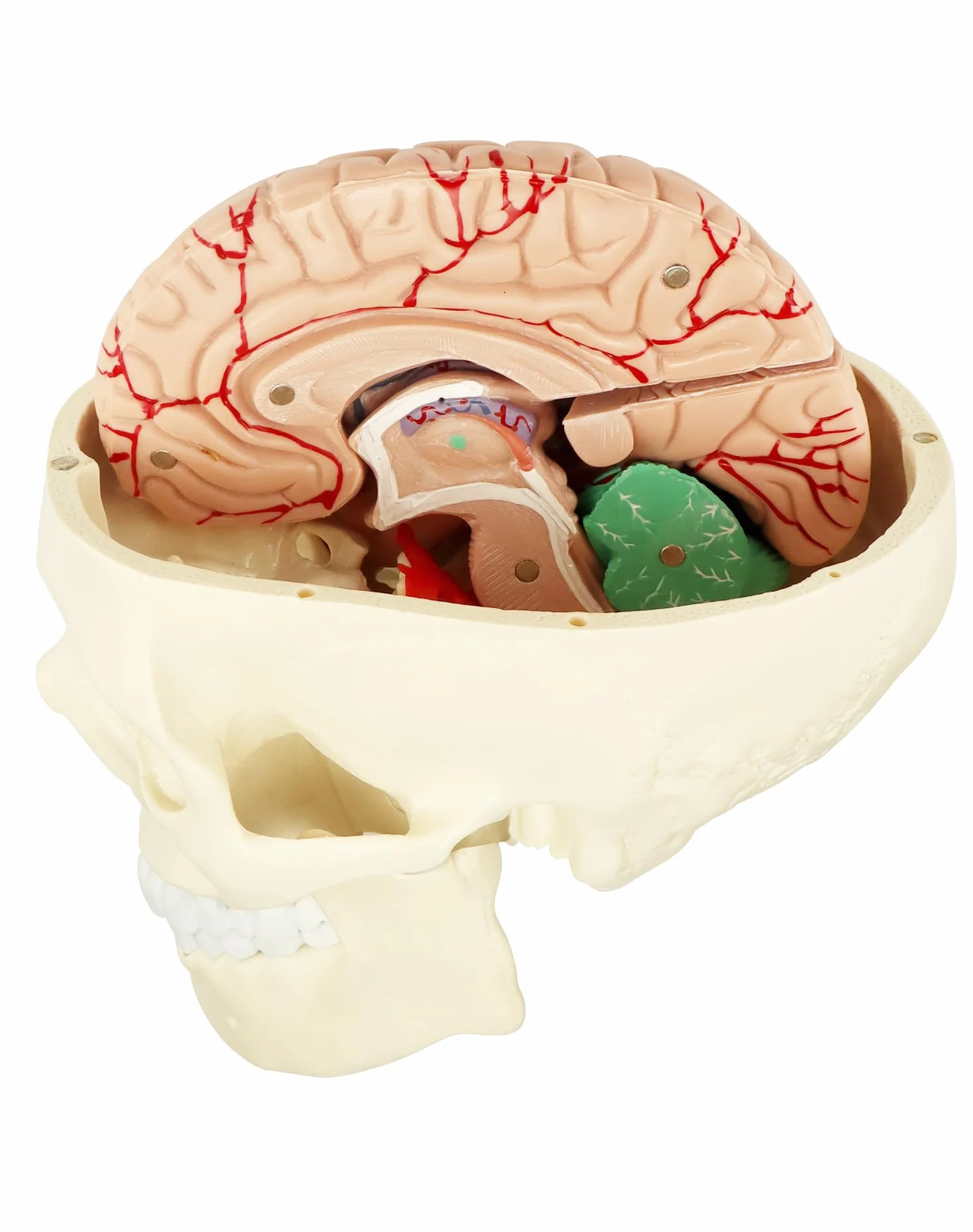 QWORK® 3-częściowy model czaszki i 8-częściowy model mózgu z liczbami, model anatomiczny naturalnej wielkości 1:1 do nauczania medycyny