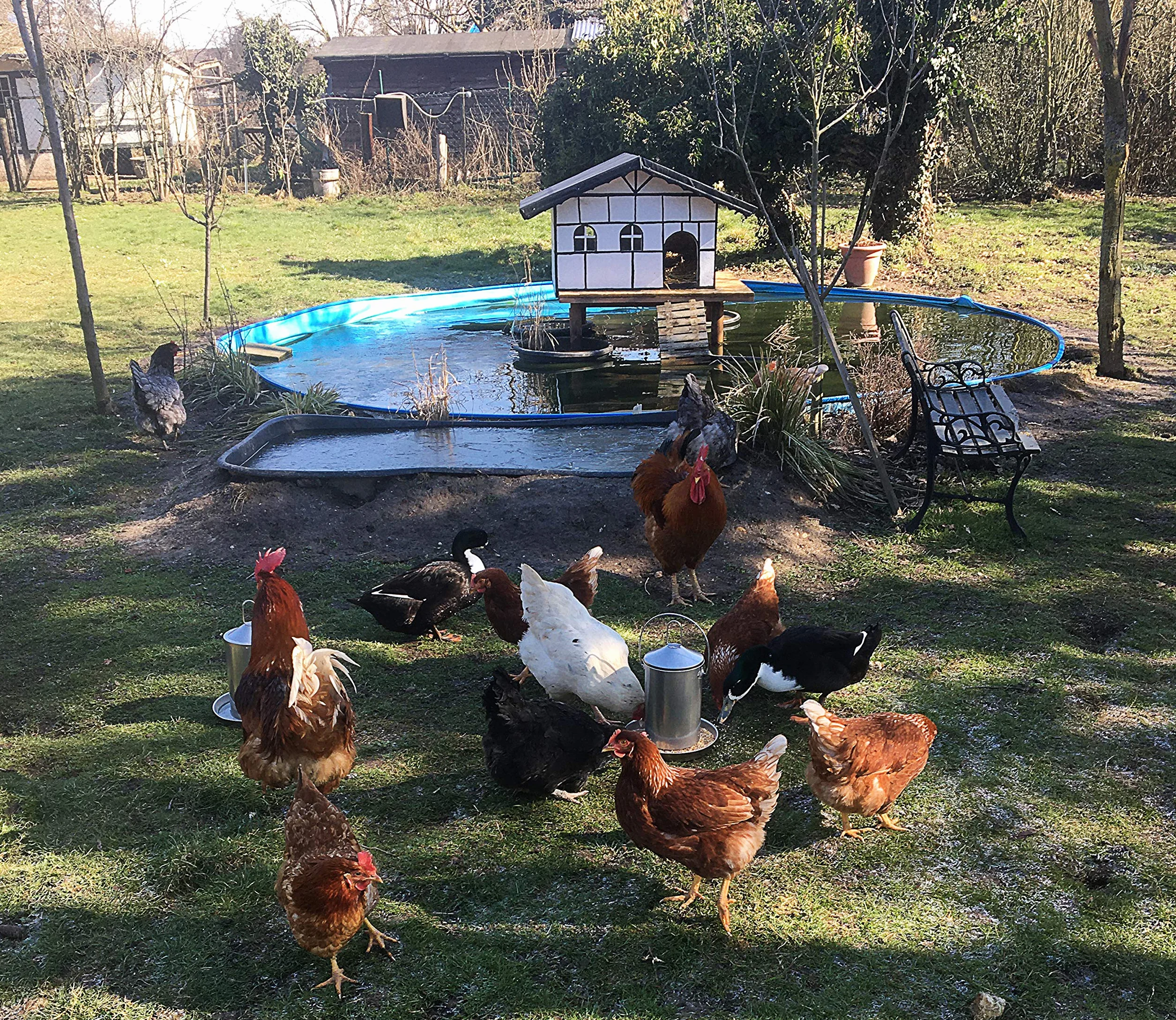 Sterico Karmnik dla kury i drobiu | stal nierdzewna 304 | nierdzewny | bez BPA | bez niebezpiecznych krawędzi | zawieszenie i postawienie | pojemnik dozownik | pojemność 3 kg