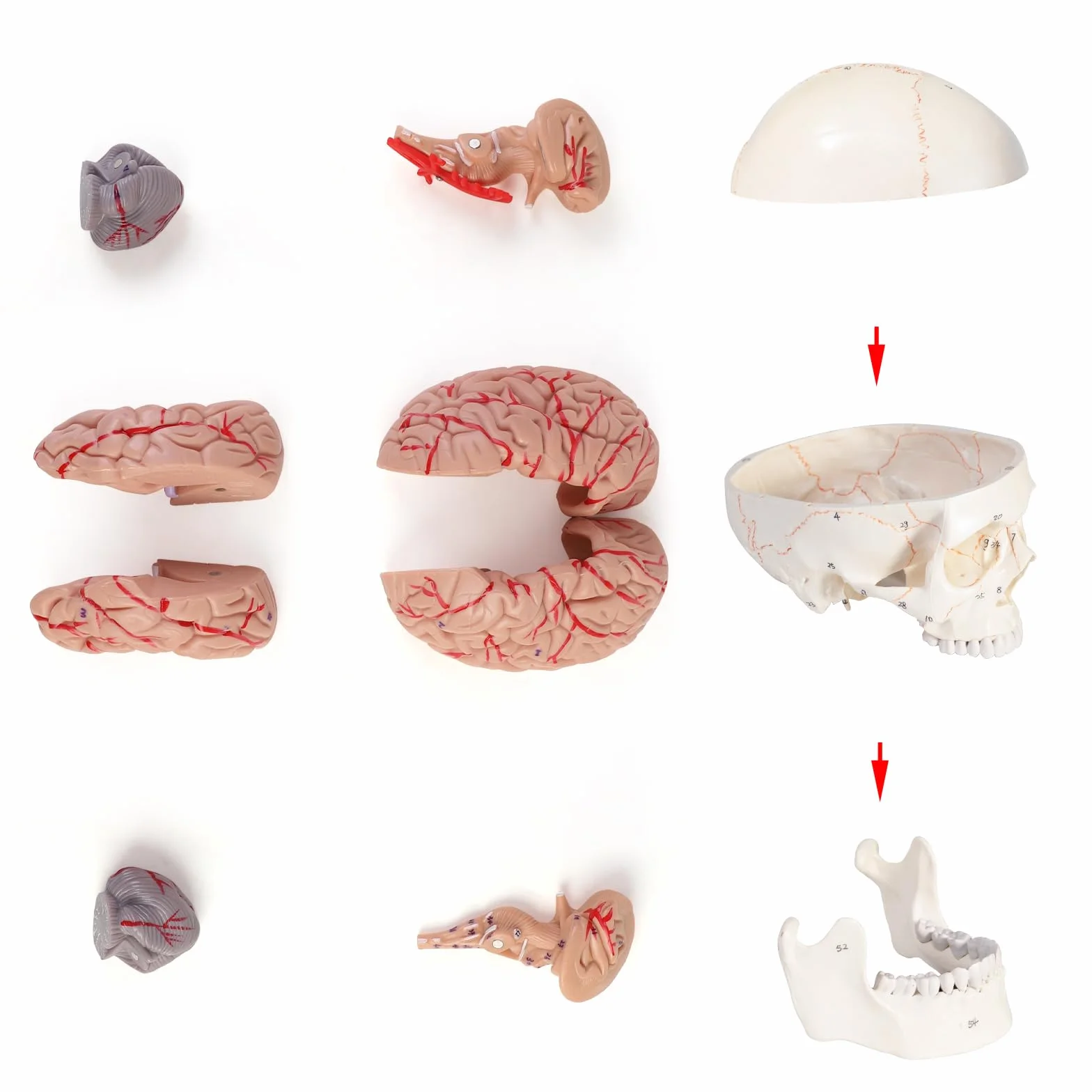 ERWEY anatomiczny model czaszki i mózgu 1:1, zdejmowana dorosła ludzka czaszka z 8 częściami