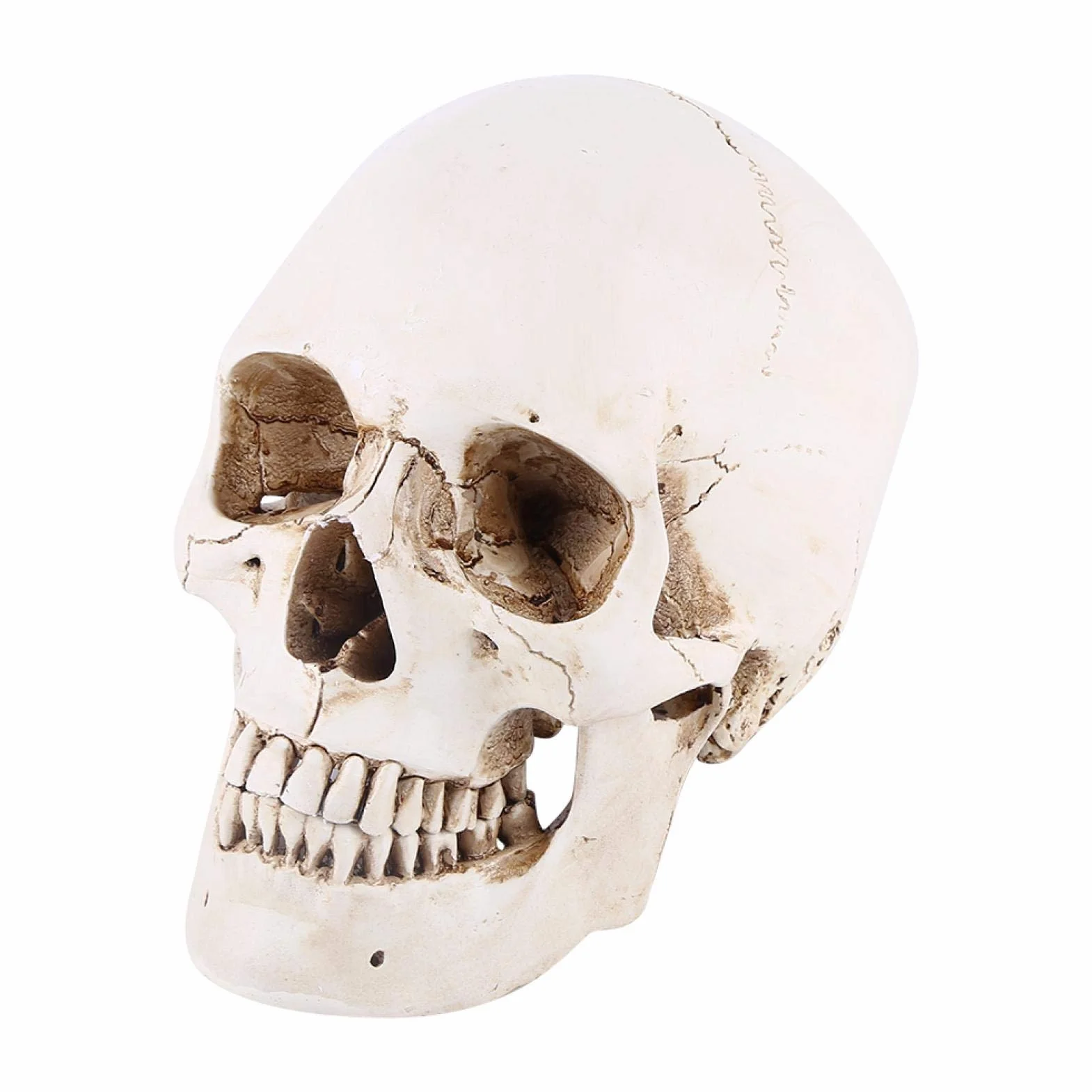 Replika ludzkiej czaszki 1:1 naturalnej wielkości żywica anatomiczny model medyczny Halloween