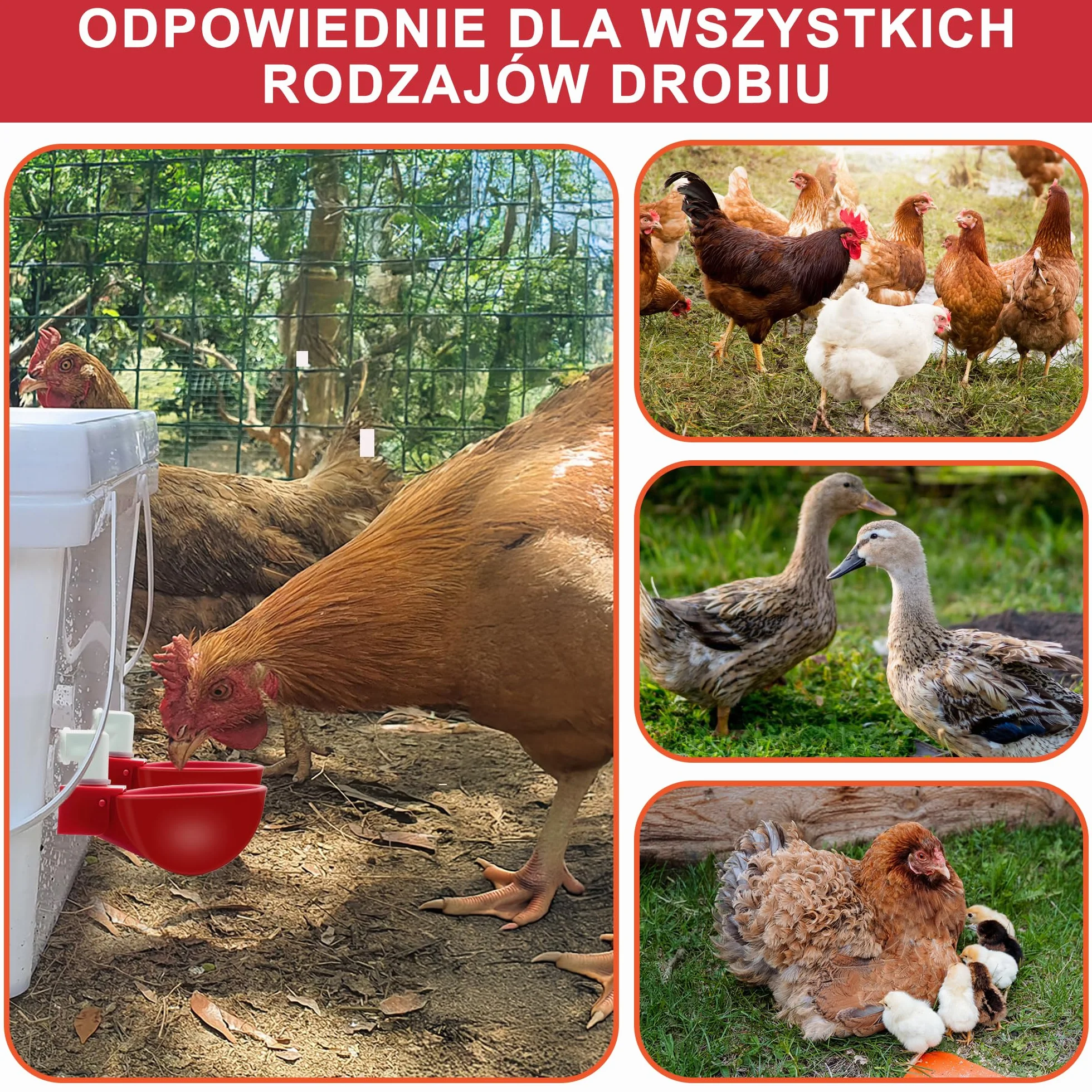 Automatyczny Zestaw Poidła dla Kurcząt DIY - 6 Kubków na Wodę z Głowicą Odprowadzającą