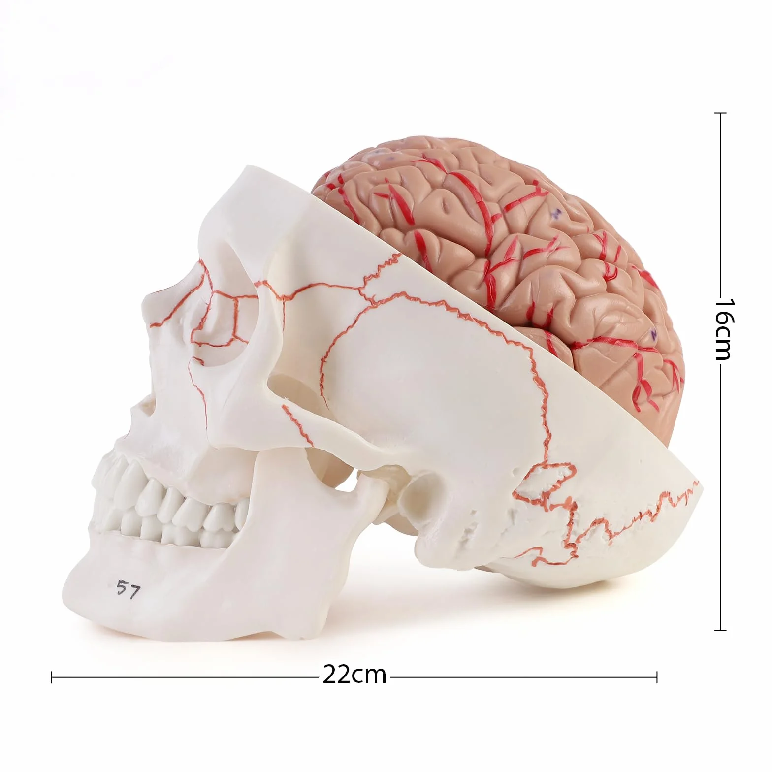 ERWEY anatomiczny model czaszki i mózgu 1:1, zdejmowana dorosła ludzka czaszka z 8 częściami