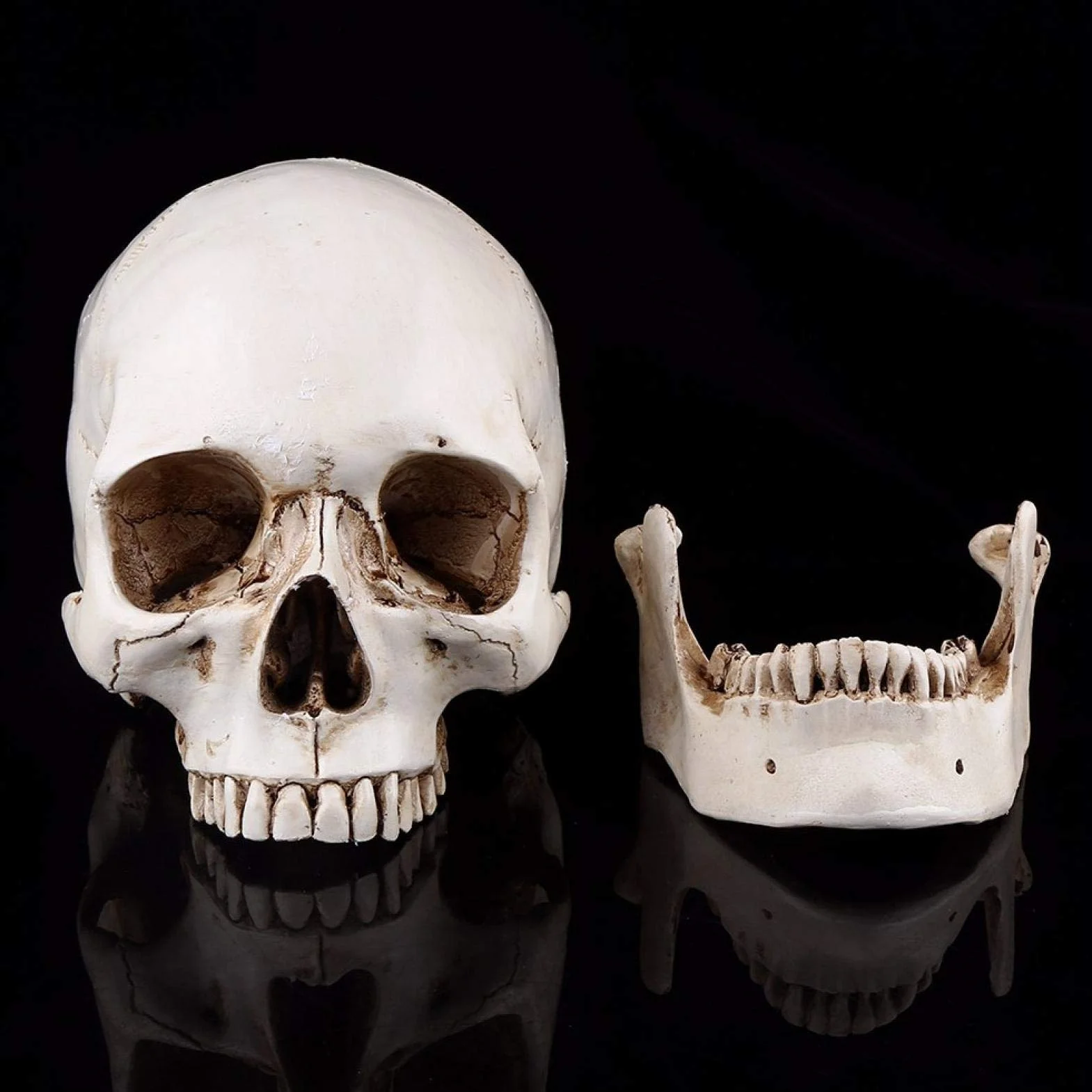 Replika ludzkiej czaszki 1:1 naturalnej wielkości żywica anatomiczny model medyczny Halloween