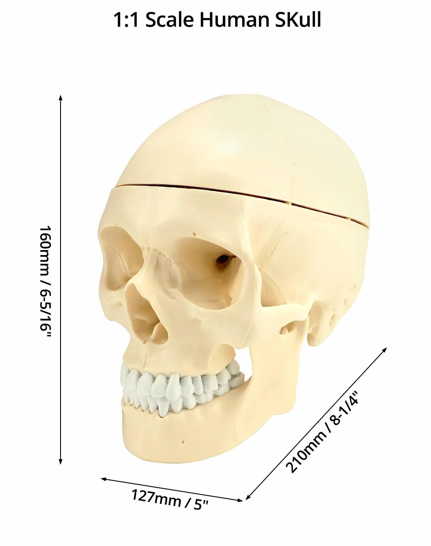 QWORK® 3-częściowy model czaszki i 8-częściowy model mózgu z liczbami, model anatomiczny naturalnej wielkości 1:1 do nauczania medycyny
