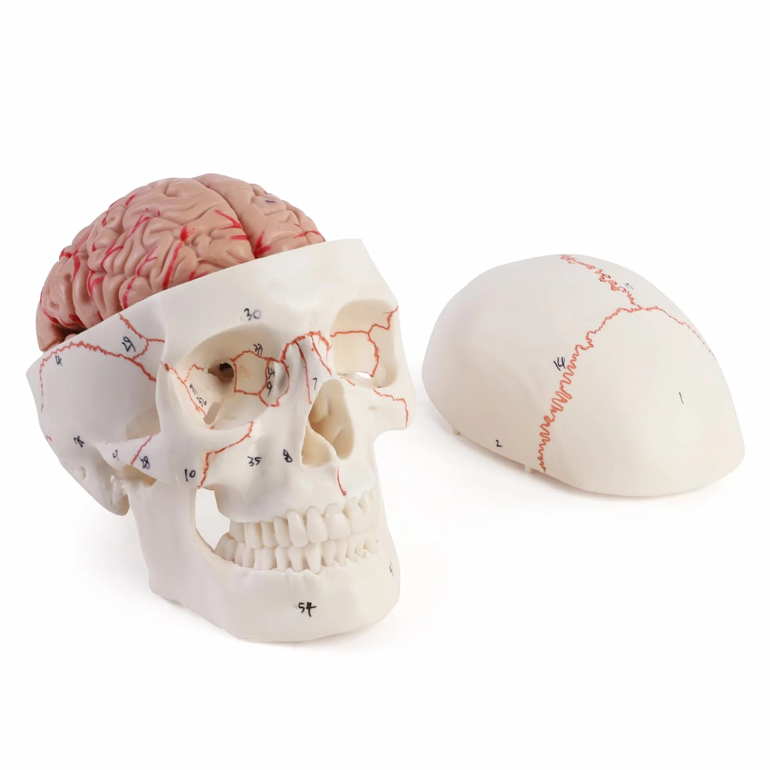 ERWEY anatomiczny model czaszki i mózgu 1:1, zdejmowana dorosła ludzka czaszka z 8 częściami